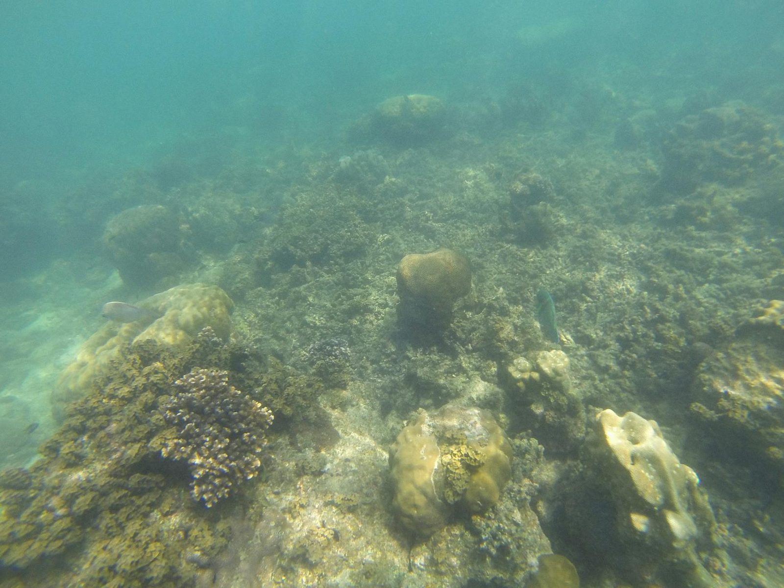 Private Snorkeling Day Tour
